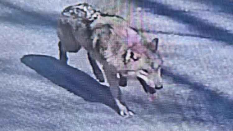 지난 8일, 대전 오월드를 탈출해 거리를 배회하는 늑대 /대전소방본부 제공