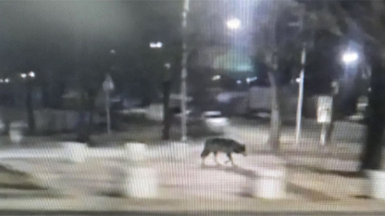 늑대탈출 관련 허위 신고 사진 /연합뉴스 