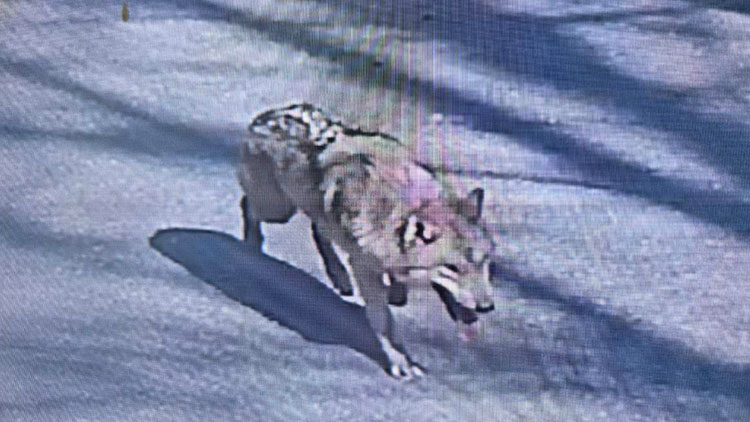 지난 8일 오전 9시 30분께 대전 중구 사정동 오월드에서 늑대 1마리가 탈출했다. 오월드와 중구, 경찰, 소방 당국 등은 합동으로 수색 및 포획 작업에 나서고 있다. 늑대는 현재 오월드 밖 근처 사거리까지 나간 것으로 확인됐다. 사진은 거리를 배회하는 늑대. /연합뉴스