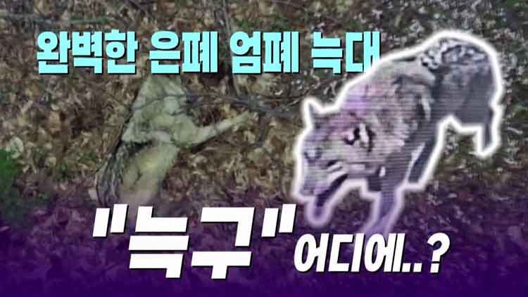 [티조핫] ○○ 덮고 자네!…드론이 포착한 '늑구의 사생활'
