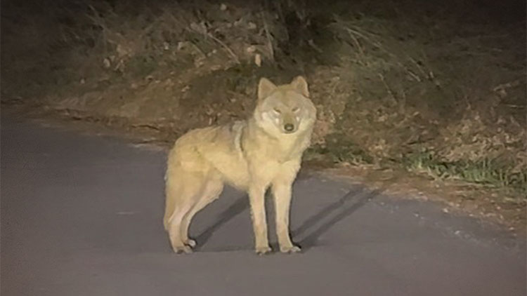 늑구 관련 이미지 2
