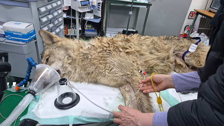 17일 오전 대전 중구 사정동 대전 오월드에서 수의사 등 오월드 관계자들이 마취총을 맞은 늑대, 늑구의 상태를 살피고 있다. /연합뉴스