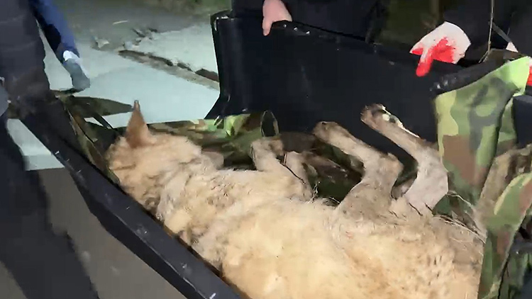 대전 오월드를 탈출한 늑대 '늑구'가 탈출 9일 만인 17일 0시 44분께 대전 중구 안영동 안영IC 인근에서 포획됐다. /연합뉴스