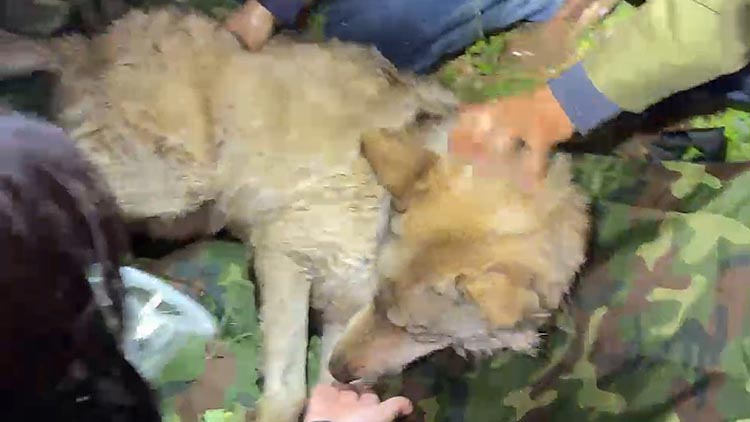 늑구, 위에서 낚시 바늘 발견…"제거 후 회복 중"