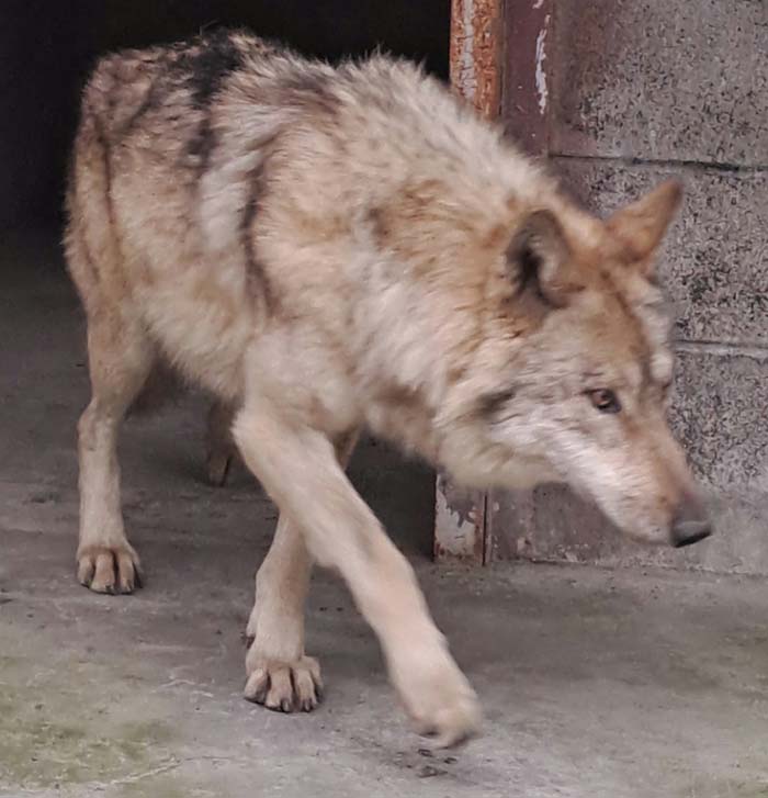 병원 다녀온 뒤 회복 중인 늑구. /연합뉴스