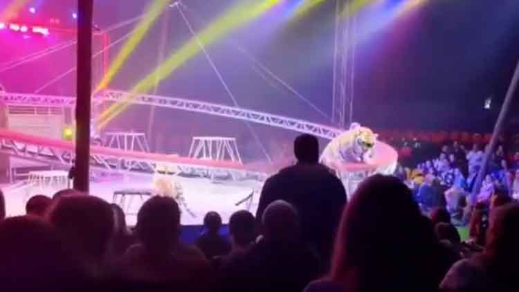 러 서커스 공연 중 호랑이 탈출…객석 난입 아수라장