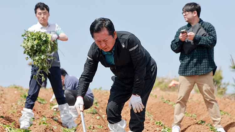 더불어민주당 정청래 대표가 21일 경남 통영시 욕지도 고구마 재배 현장을 찾아 고구마 순을 심고 있다. /연합뉴스