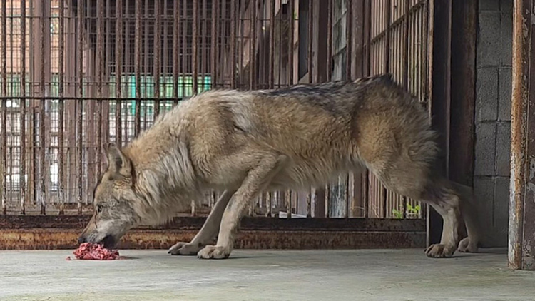 대전오월드에서 탈출했다 9일 만인 지난 17일 생포돼 돌아온 늑대 '늑구'가 20일 오후 2시 닭고기와 소고기 분쇄육을 먹고 있다. /연합뉴스