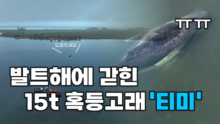 [티조핫] 바다로 돌아갈 수 있을까…티미 구조작전