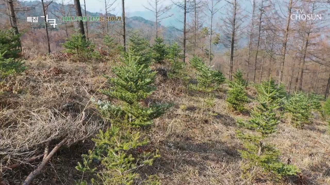 100그루의 나무를 심어라